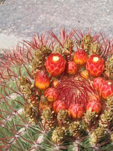 IMG_4561_thumb.jpg 21.0K