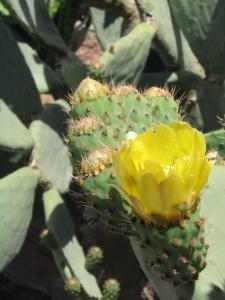 IMG_4562_thumb.jpg 13.1K