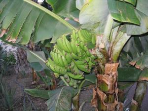 IMG_4635_thumb.jpg 16.4K