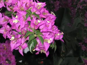 IMG_4655_thumb.jpg 15.6K