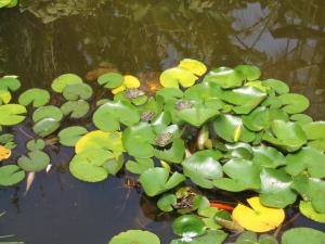 IMG_4097_thumb.jpg 15.4K