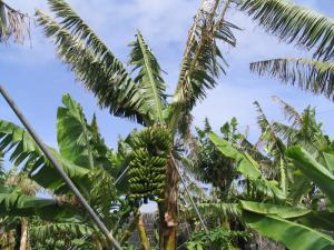 IMG_4100_thumb.jpg 20.9K