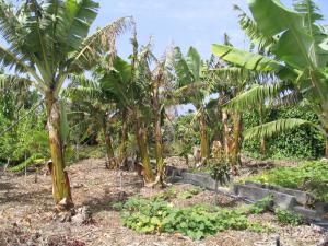 IMG_4101_thumb.jpg 22.9K