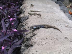 IMG_4178_thumb.jpg 15.7K