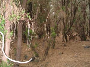 IMG_4188_thumb.jpg 17.3K