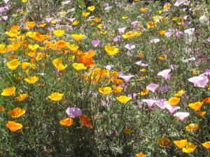 IMG_4513_thumb.jpg 26.2K