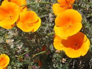 IMG_4518_thumb.jpg 19.2K