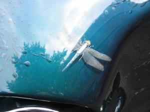 IMG_0468_thumb.jpg 9.4K