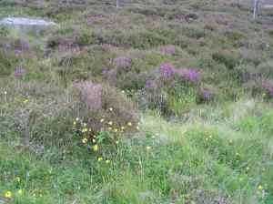 IMG_0638_thumb.jpg 17.9K