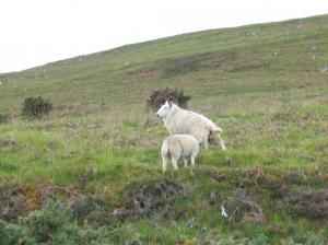 IMG_0655_thumb.jpg 12.2K