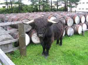 IMG_0746_thumb.jpg 19.2K