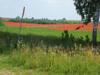 DSCF6015_thumb.jpg 16.0K