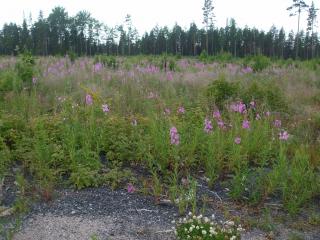 DSCF6051_thumb.jpg 18.3K