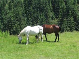 IMG_8050_thumb.jpg 16.6K